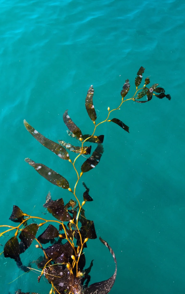 Seaside Botanicals